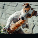 Trachée de boeuf 🐂 30CM pour chien - Biscuit Rex