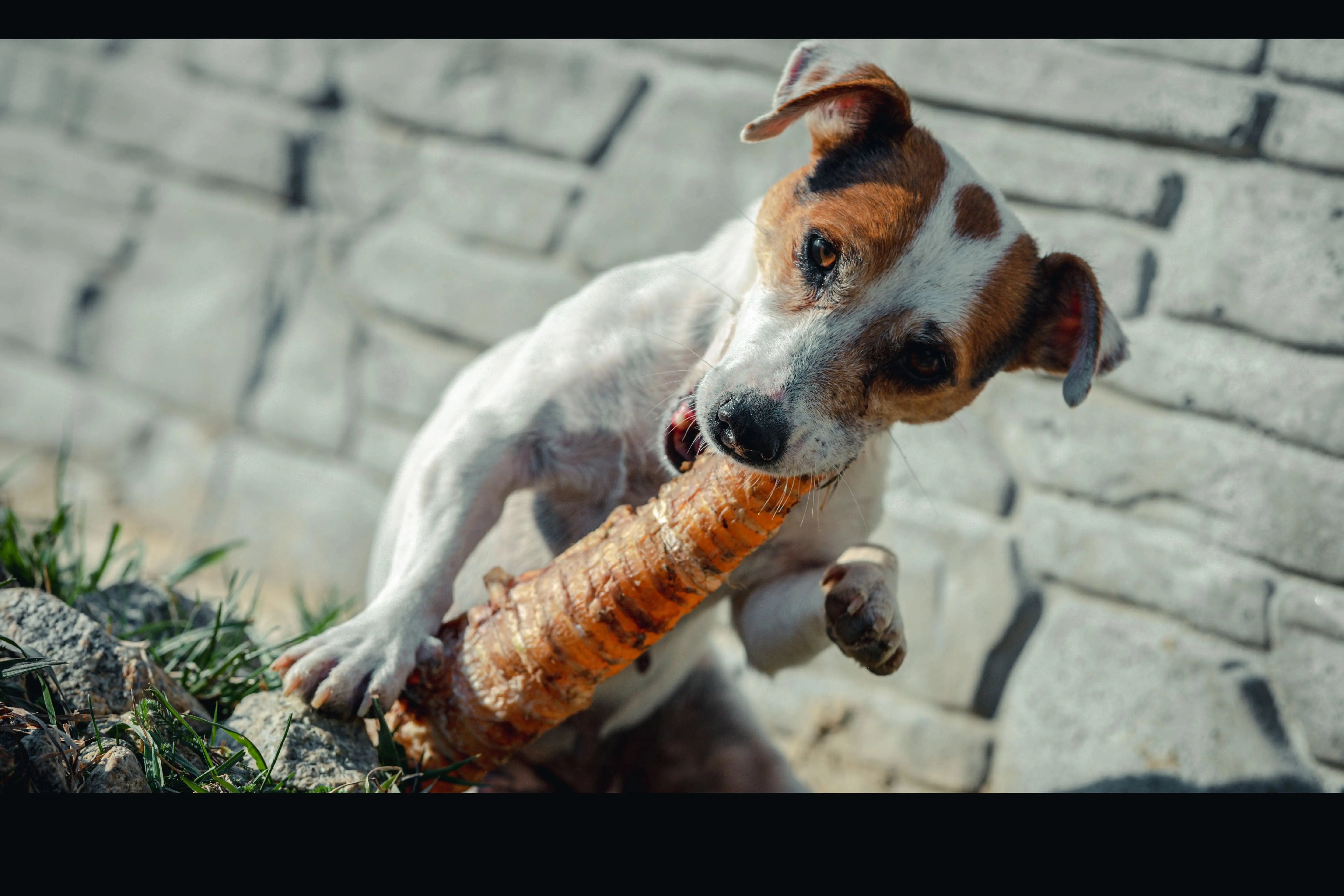 Trachée de boeuf 🐂 30CM pour chien - Biscuit Rex