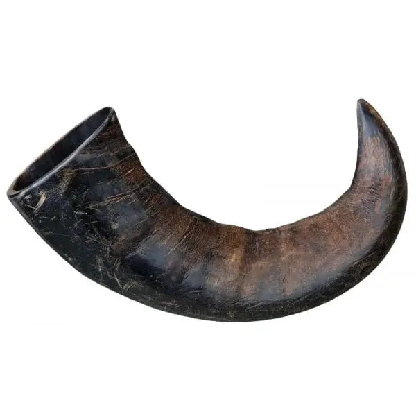 Corne de buffle 🐃 pour chien - Biscuit Rex