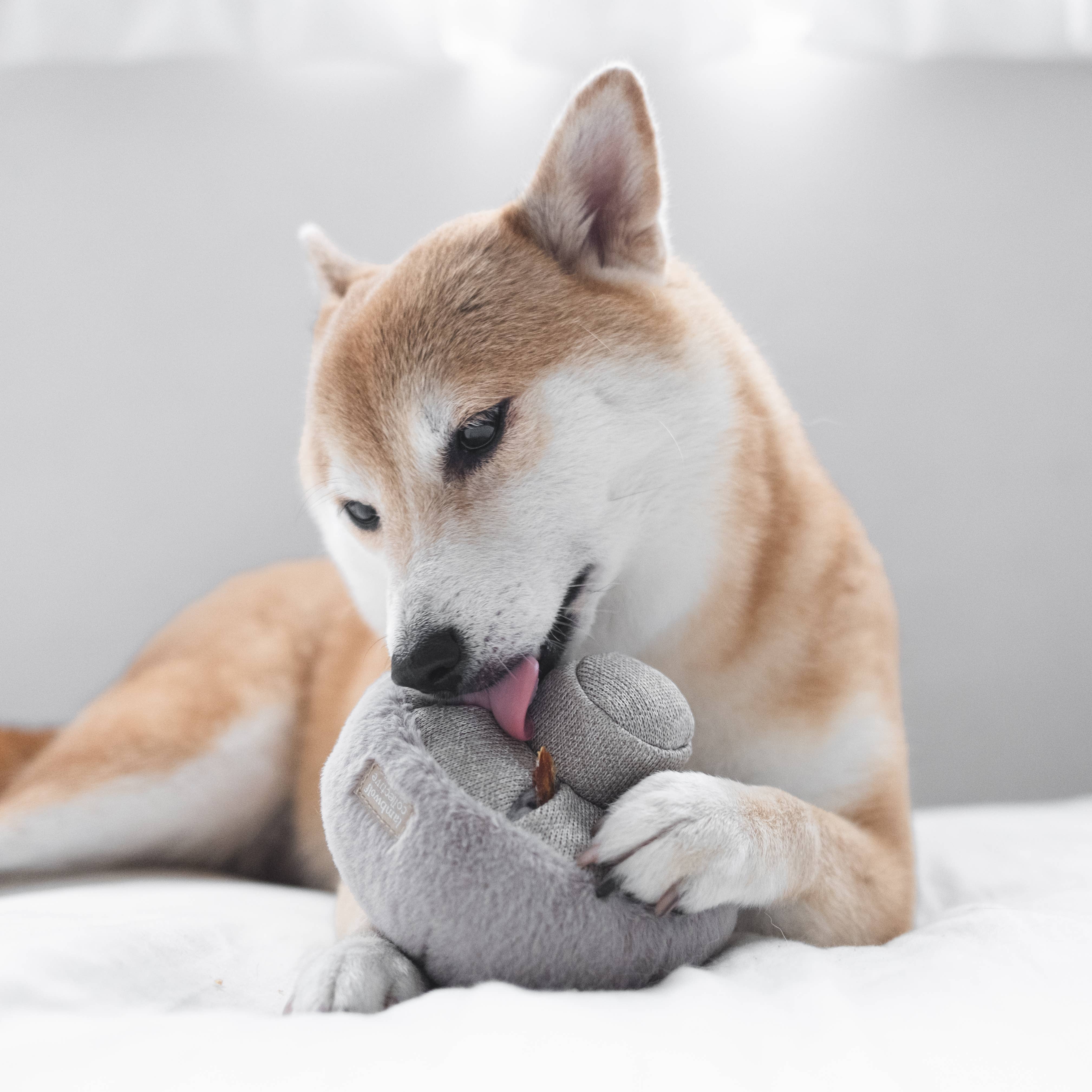 Biscuit Rex