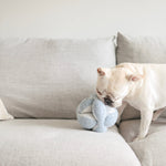 Biscuit Rex