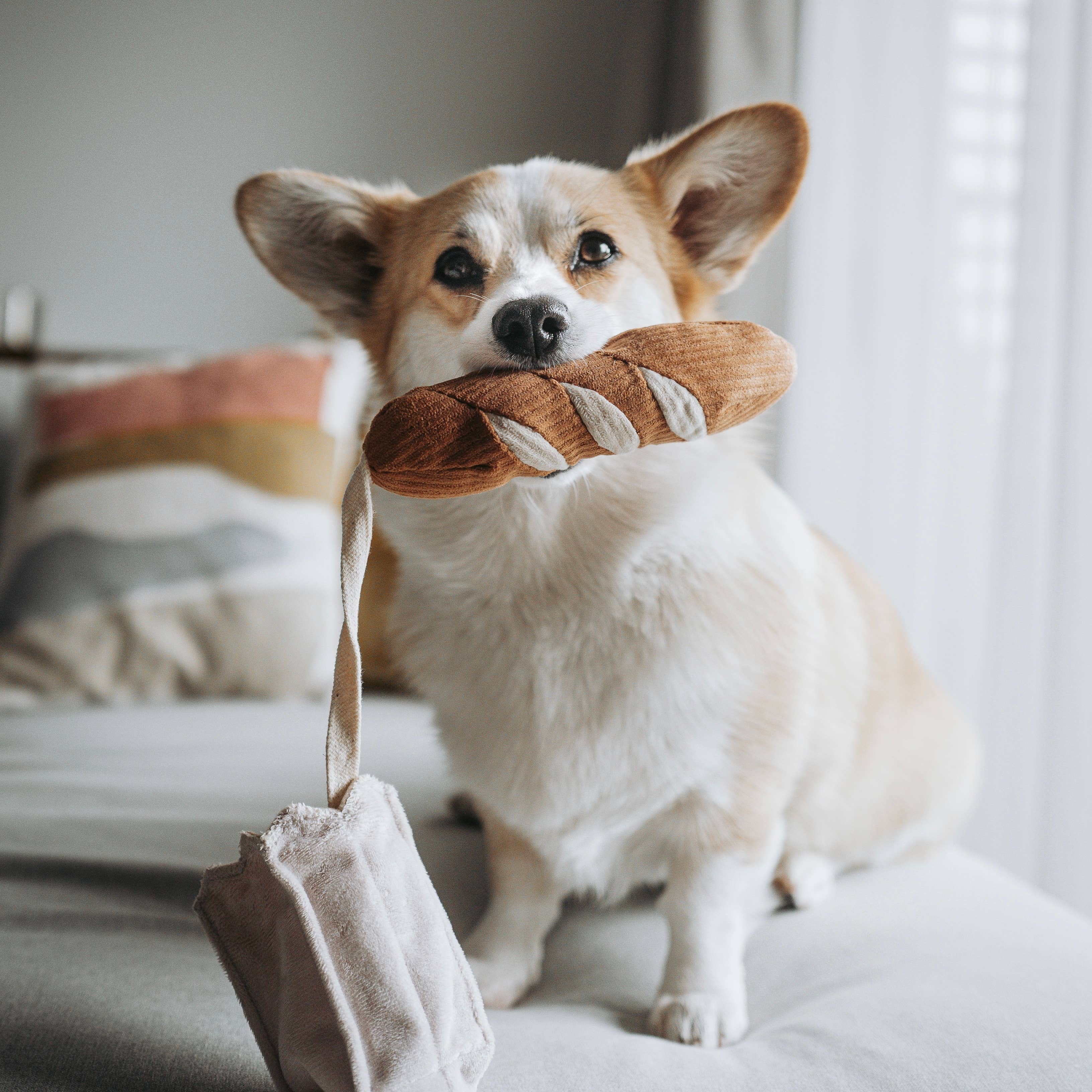 Biscuit Rex