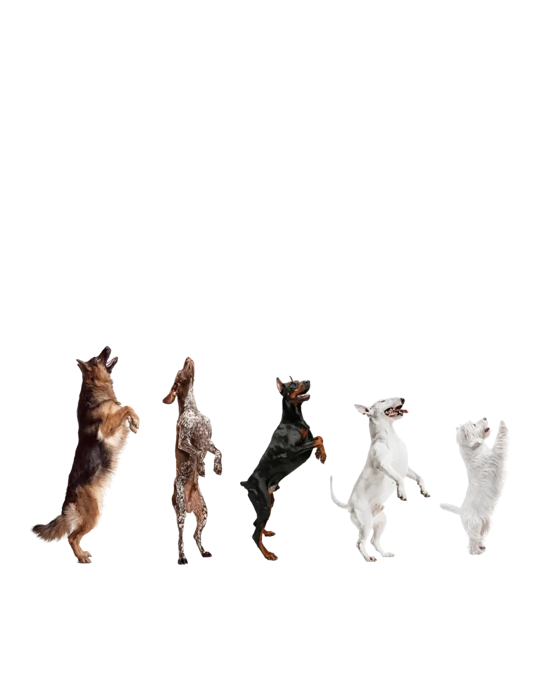 Biscuit Rex